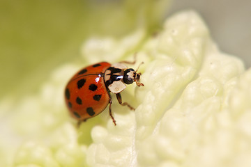 Image showing Ladybug