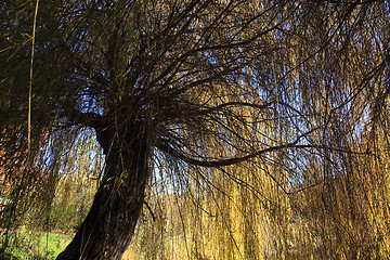 Image showing Small Lake with Trees in Autumn