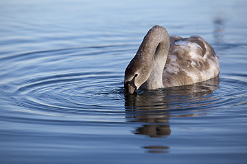 Image showing Swan on Lake