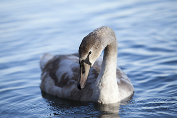 Image showing Swan on Lake