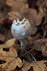 Image showing Parasol mushroom, Macrolepiota procera