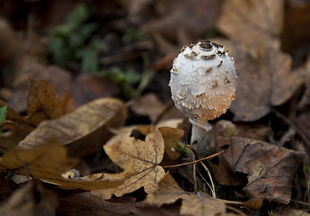 Image showing Parasol mushroom, Macrolepiota procera