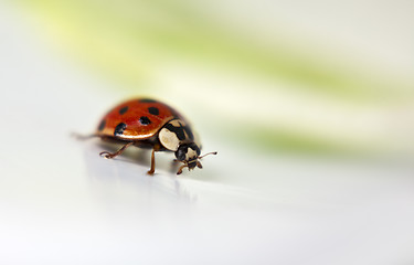 Image showing Ladybug