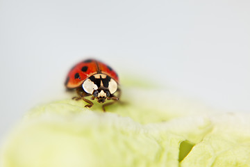 Image showing Ladybug