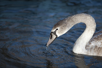 Image showing Swan on Lake