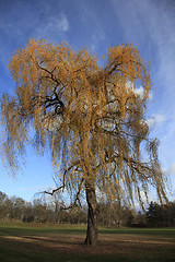 Image showing Tree in autumn colors