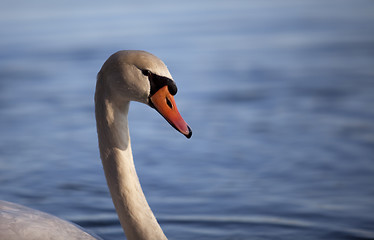 Image showing Swan on Lake