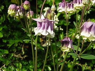 Image showing bee on flower