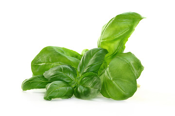 Image showing Basil