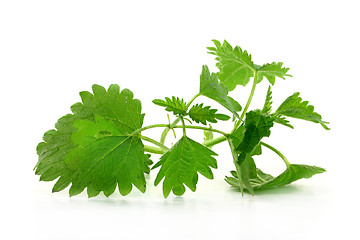 Image showing Nettle