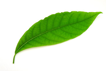 Image showing Green leaf