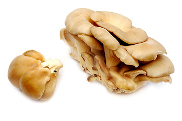 Image showing Oyster mushrooms