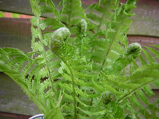 Image showing Fern