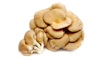 Image showing Oyster mushrooms