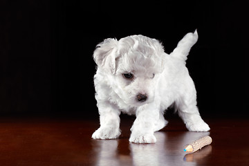 Image showing Baby-Dog