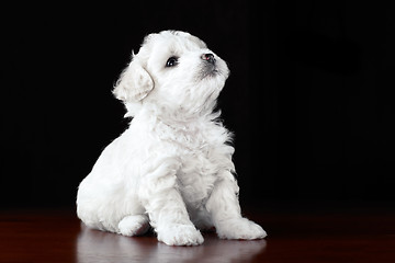 Image showing Baby-Dog