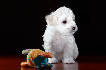 Image showing Baby-Dog