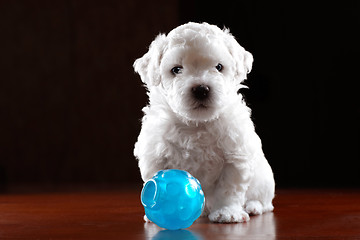 Image showing Baby-Dog