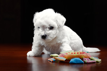 Image showing Baby-Dog