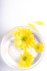 Image showing yellow flowers in water