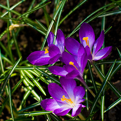 Image showing violet crocuses