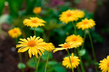 Image showing yellow flowers