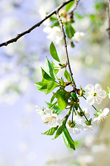 Image showing flower tree