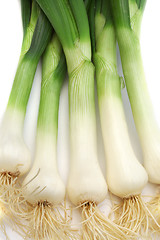 Image showing Spring onion