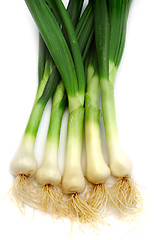 Image showing Spring onion