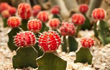 Image showing Cactus. Gymnocalycium michanovichii var. rubra