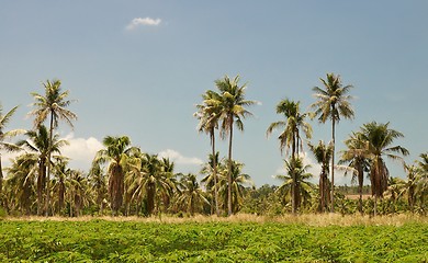 Image showing Tropical landscape with palm trees.