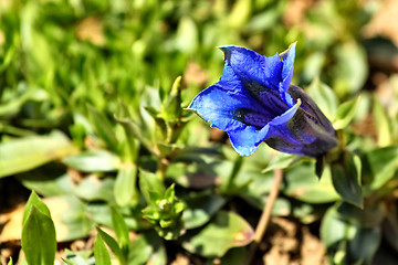 Image showing Gentiana