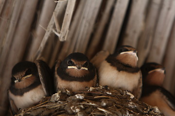 Image showing Baby swallows