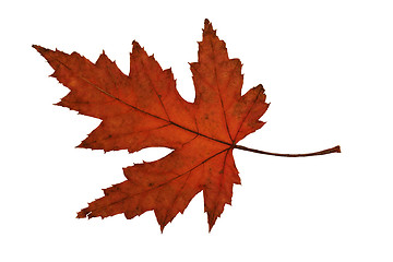 Image showing Maple Leaf