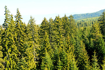 Image showing Conifer wood