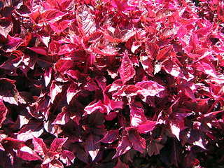 Image showing Red Plant