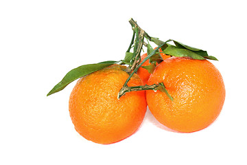 Image showing Tangerine