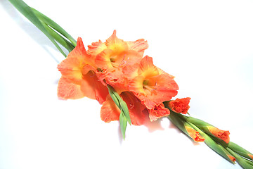 Image showing Gladiolus