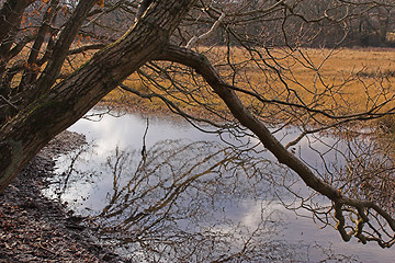 Image showing Tree reflection