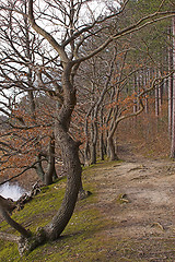 Image showing Woodland path by stream