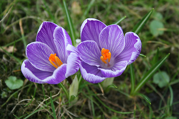 Image showing Crocuses