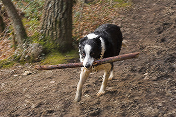 Image showing Wet dog with stick