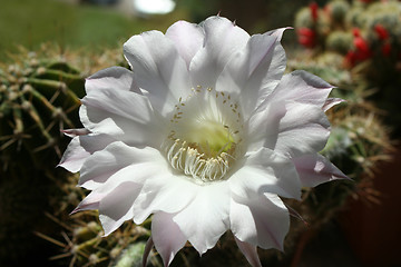 Image showing Cactus