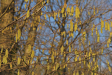 Image showing Yellow catkins on tree