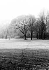 Image showing Winter Landscape in Fog