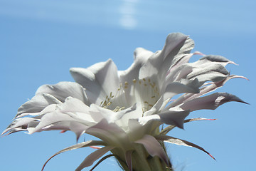 Image showing Cactus