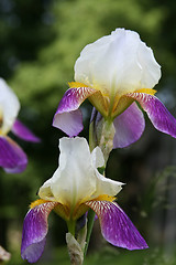 Image showing Iris