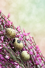 Image showing Spring Twig with pink blossoms