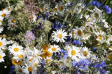 Image showing Field Flowers