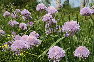 Image showing Flowers